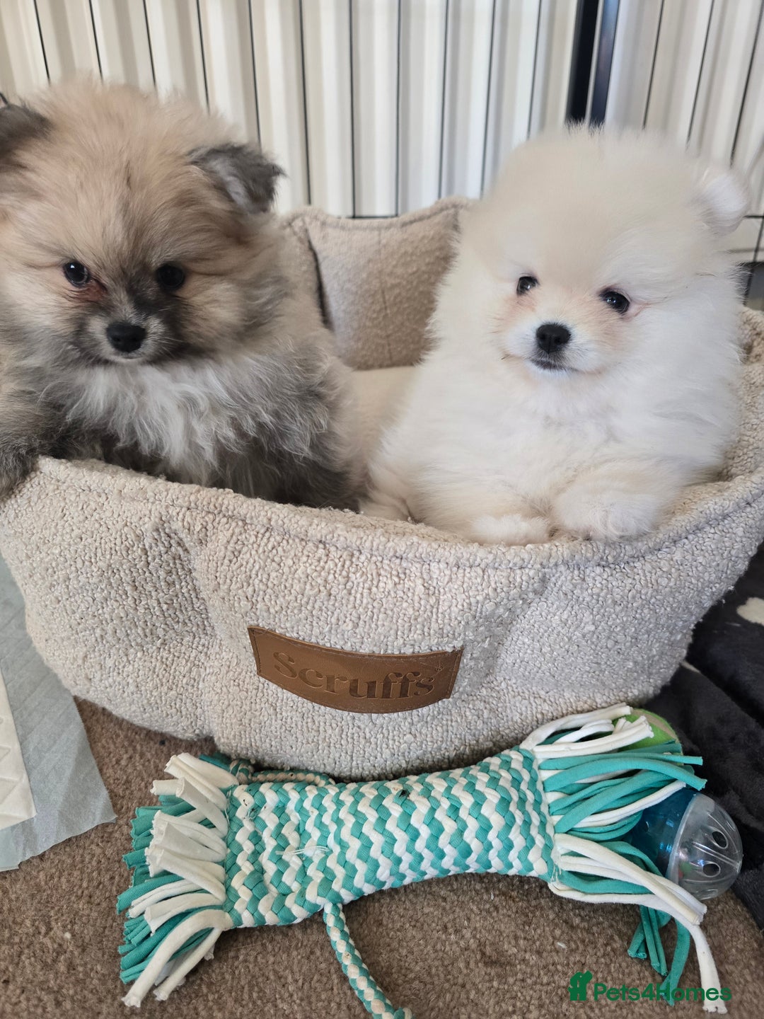 Pomeranian dogs for sale: Miniature Pomeranian Puppies For Sale  - Advert 1