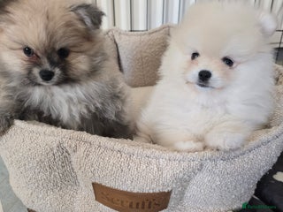 Pomeranian dogs Miniature Pomeranian Puppies For Sale - Advert 1