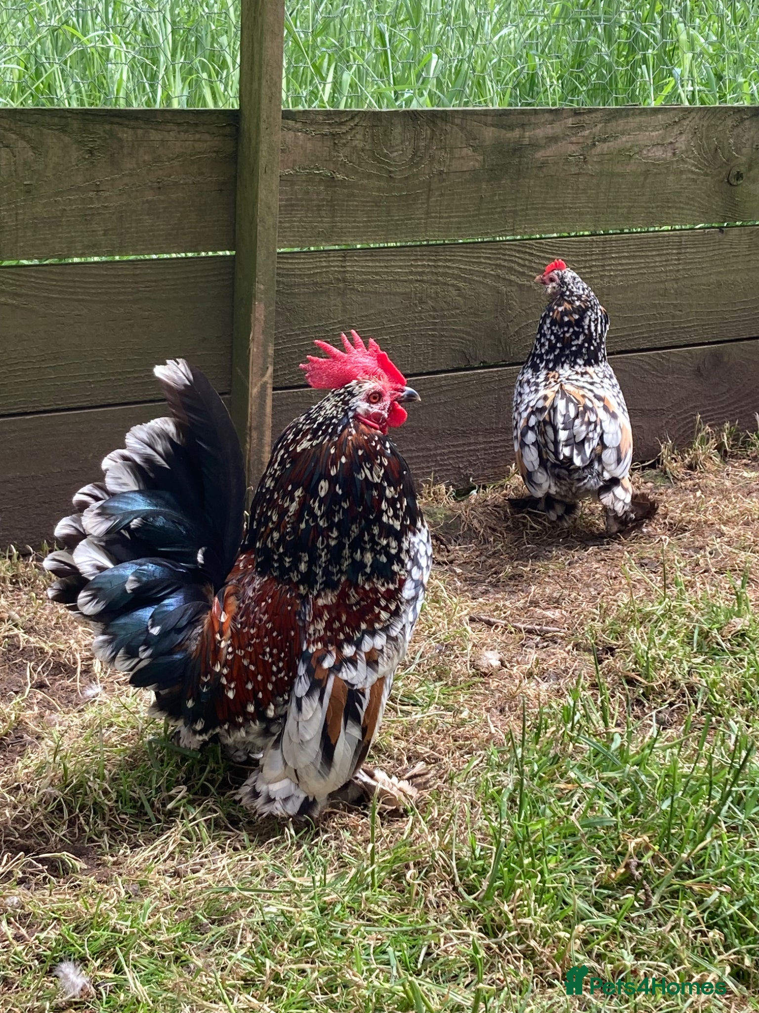 Chickens poultry Barbu d’Uccles Mille fleur cockerel and 3 hens - Advert 1