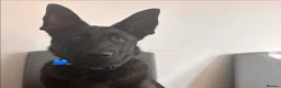 Belgian Shepherd Dog dogs for sale: Dutch shepherd  in Sheffield - Advert 7