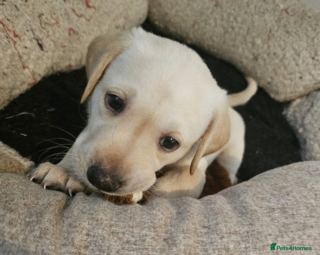 Labrador Retriever dogs for sale: Beautiful litter of yellow labrador retrievers - Image 4
