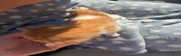 Mixed Breed cats for sale: 4 beautiful kittens for sale - Advert 2