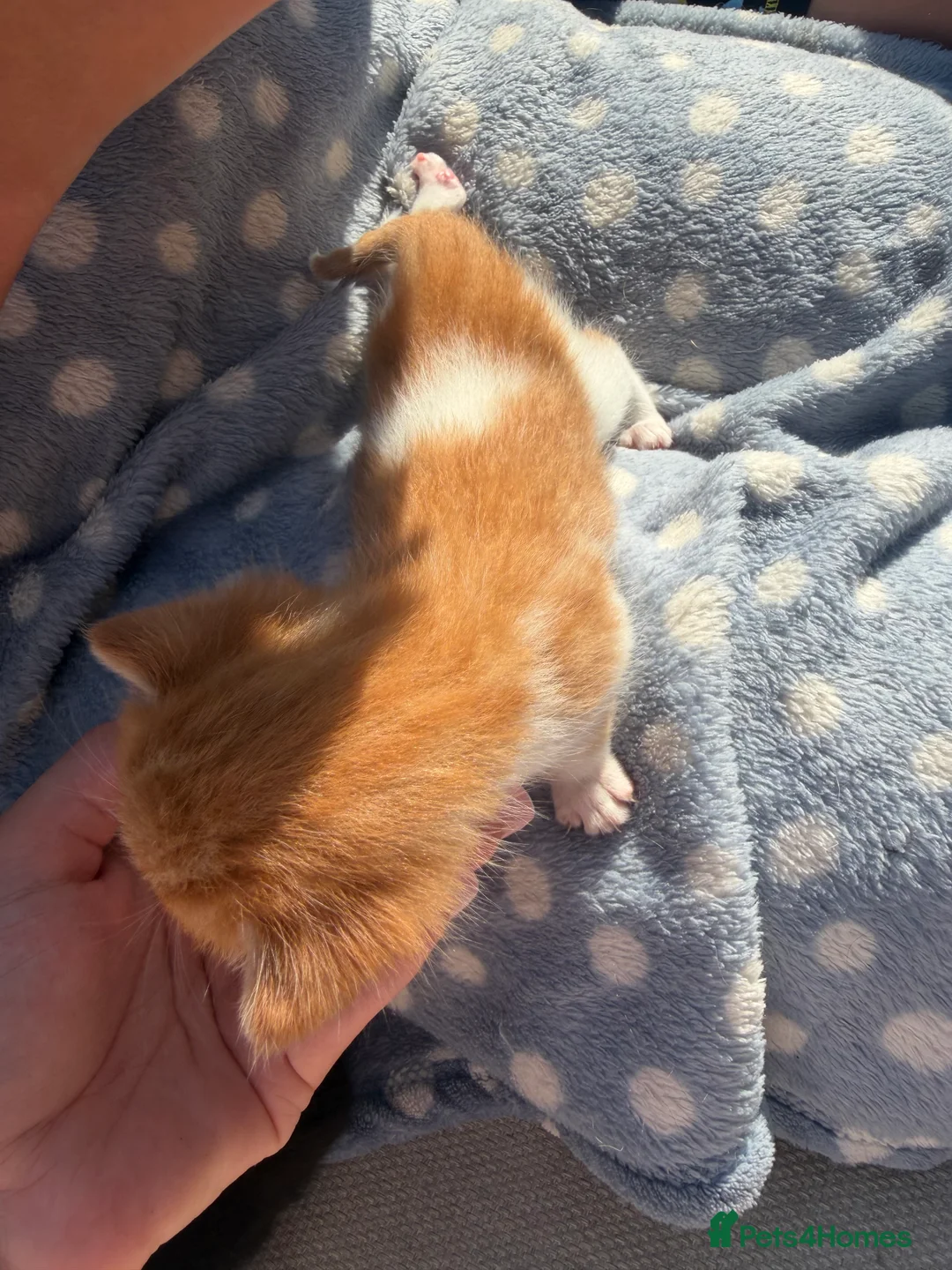 Mixed Breed cats for sale: 4 beautiful kittens for sale - Advert 2