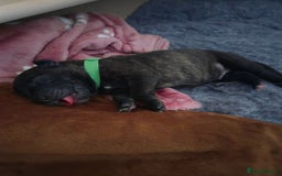 Mixed Breed dogs for sale: Beautiful Collie x K.C Staffy Pups  - Image 12
