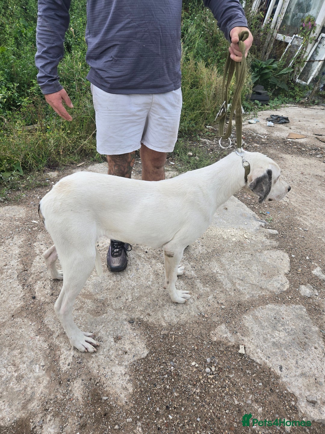 Mixed Breed dogs for sale: PresaAlabai - Advert 7