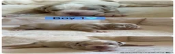 English Bulldog dogs for sale: Very rare 6 English bulldogs  - Advert 5