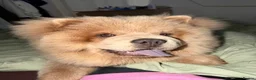 Chow Chow dogs for sale: Miss Alianah in Southampton - Advert 2