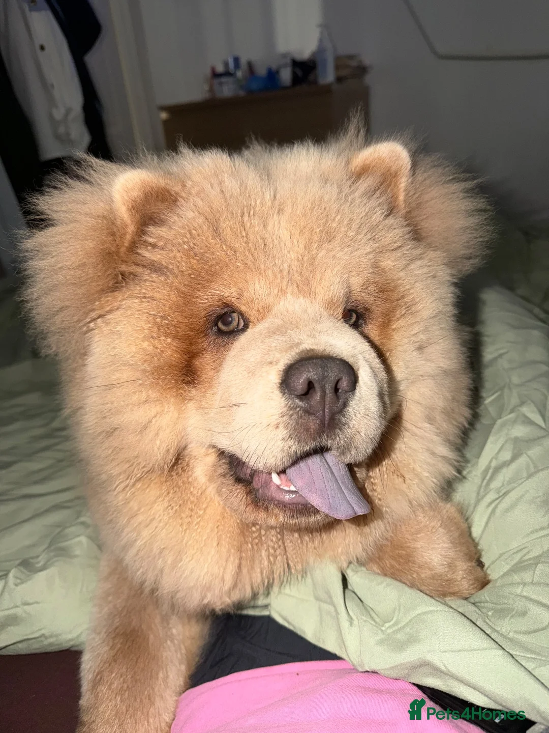 Chow Chow dogs for sale: Miss Alianah in Southampton - Advert 2