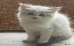 Mixed Breed cats for sale: White and dappled little girl  - Image 12