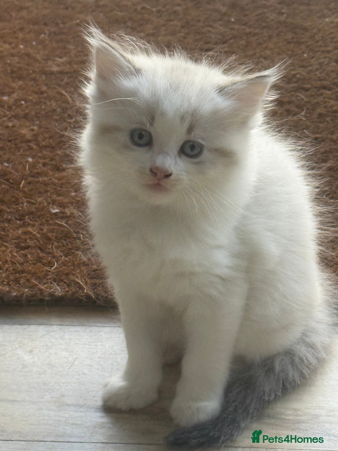 Mixed Breed cats for sale: White and dappled little girl  - Image 12