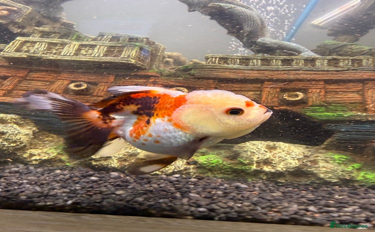 Goldfish fish - Advert 6