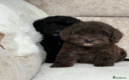 Cockapoo dogs for sale: 😍😍 F1 cockapoo puppies 😍😍 - Image 8