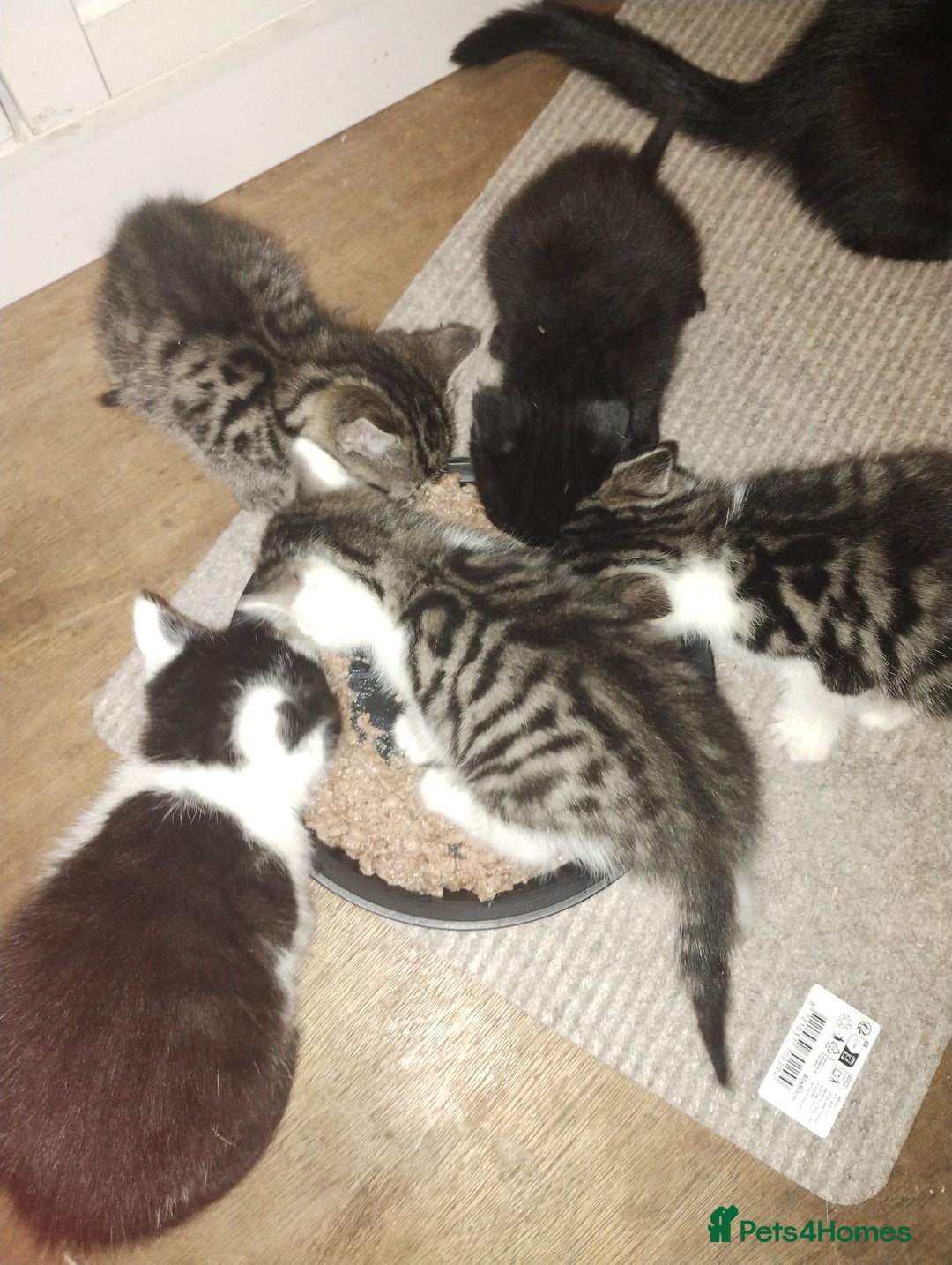 Mixed Breed cats for sale: Kittens are looking for homes  - Advert 3