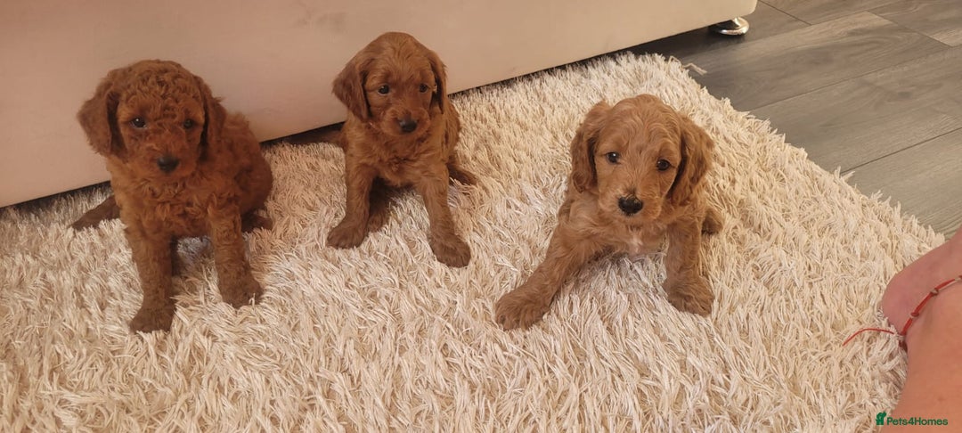 Cockapoo dogs for sale: 2nd generation cockapoo pups - Image 6