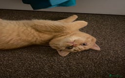 British Shorthair cats for sale: Re homing this Beautiful Boy - Image 8