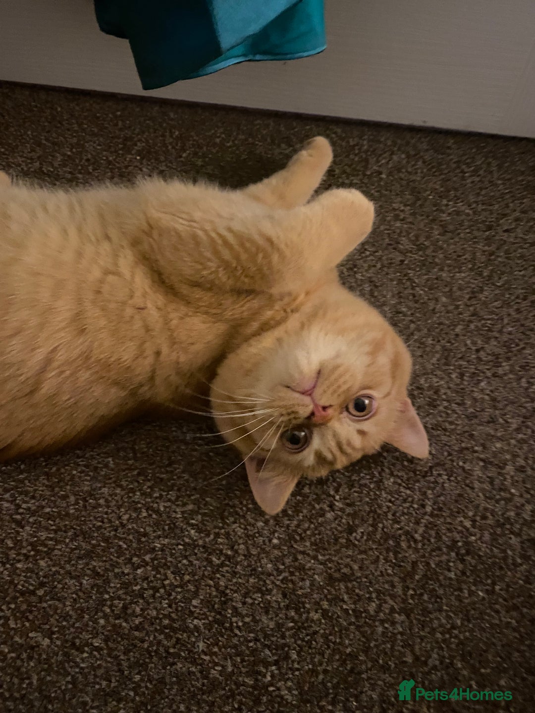 British Shorthair cats for sale: Re homing this Beautiful Boy - Image 8