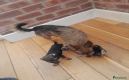 Mixed Breed dogs for sale: Two gorgeous jackrussel cross chihuahua pups  - Image 7