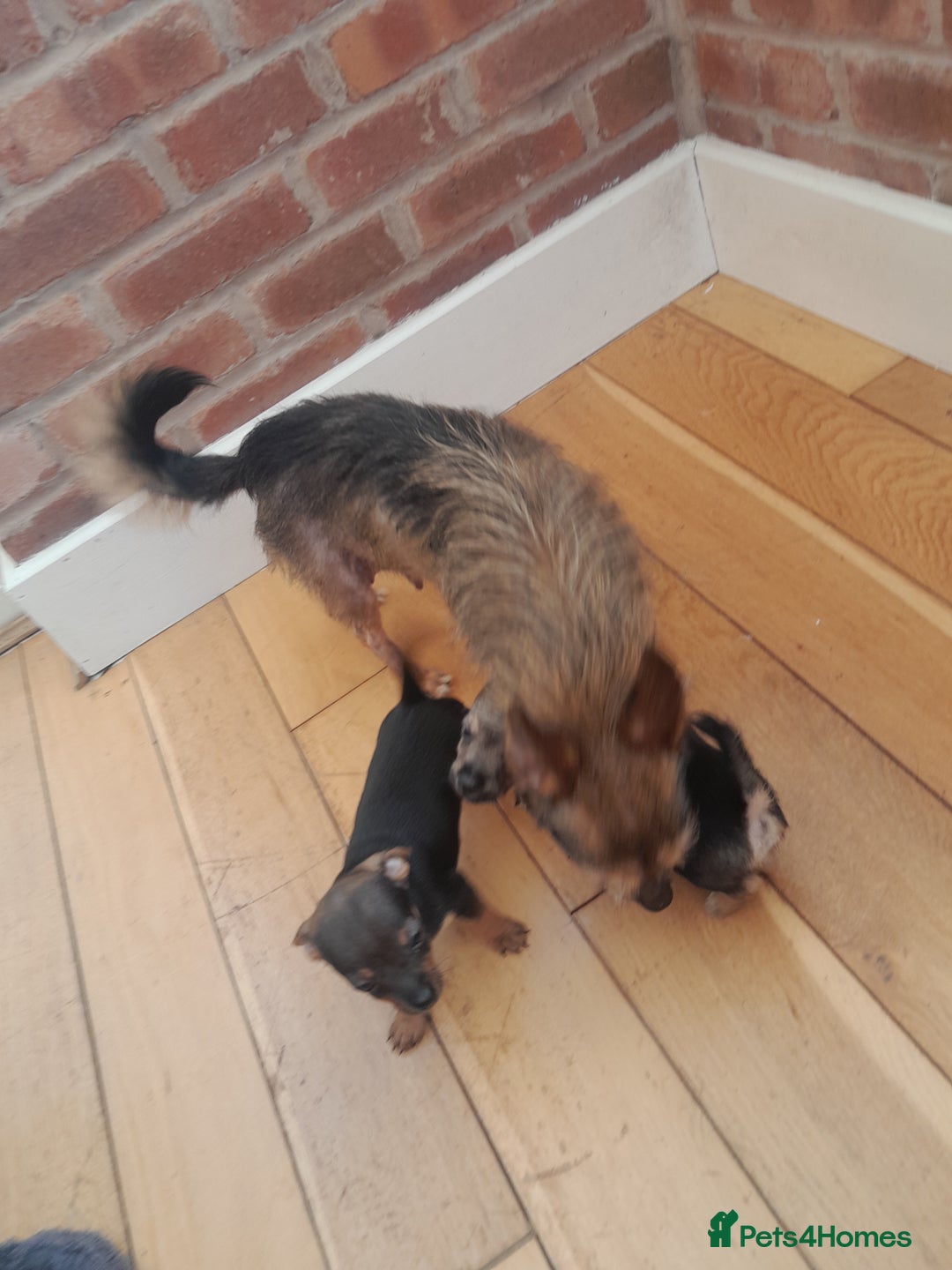 Mixed Breed dogs for sale: Two gorgeous jackrussel cross chihuahua pups  - Image 7