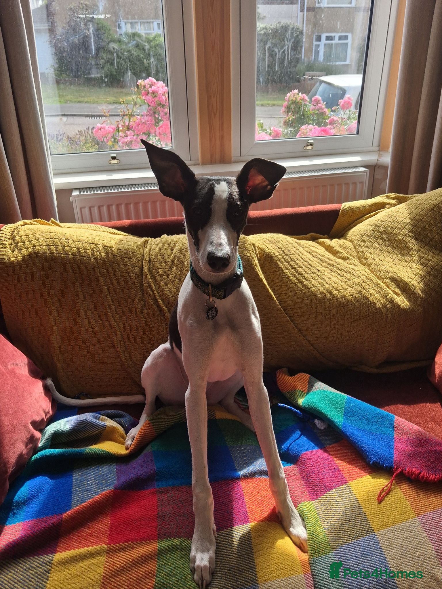 Lurcher dogs A new home for Suki - 7 month lurcher in Bristol - Advert 1