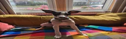 Lurcher dogs for sale: A new home for Suki - 7 month lurcher in Bristol in Bristol - Advert 1