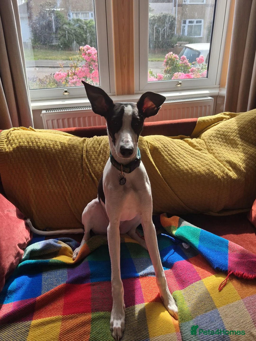 Lurcher dogs for sale: A new home for Suki - 7 month lurcher in Bristol in Bristol - Advert 1