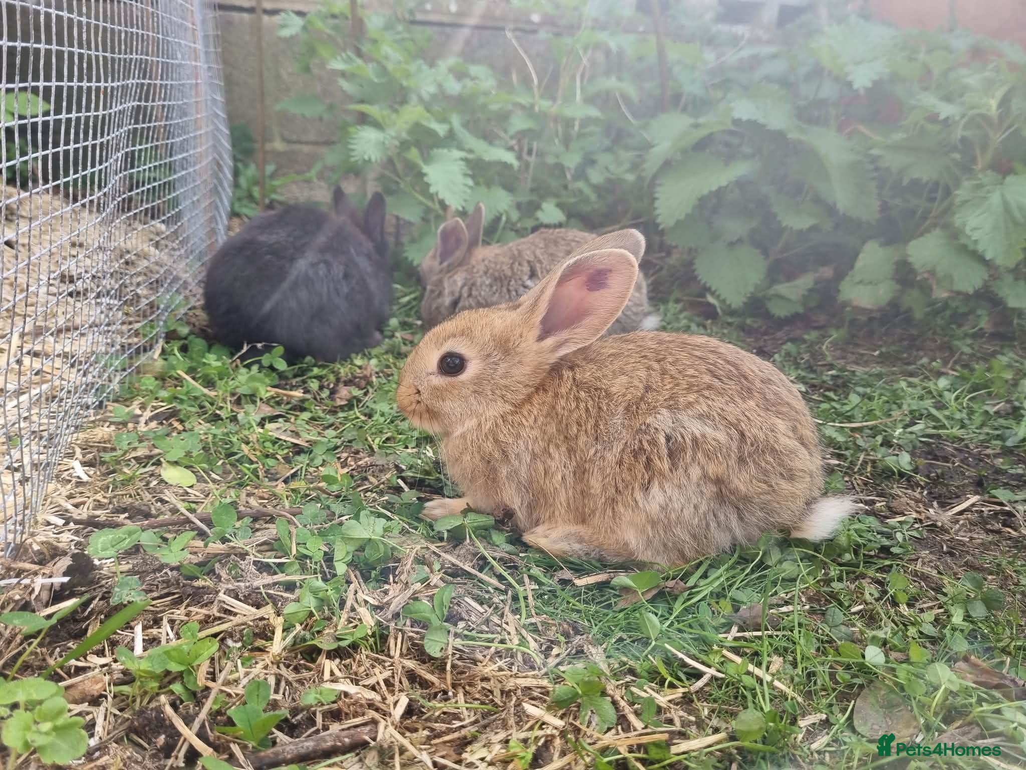 Mixed Breed rabbits Mixed Breed Bunnies – Well Handled, Garden Raised - Advert 3