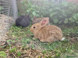 Mixed Breed rabbits Mixed Breed Bunnies – Well Handled, Garden Raised - Advert 3