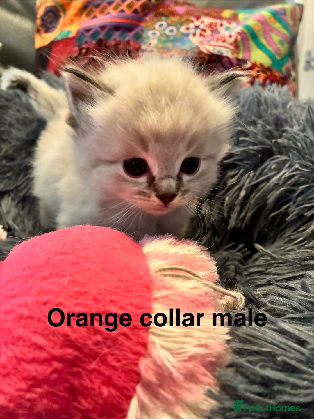 Ragdoll cats for sale: Stunning Ragdoll kittens for sale - Advert 3