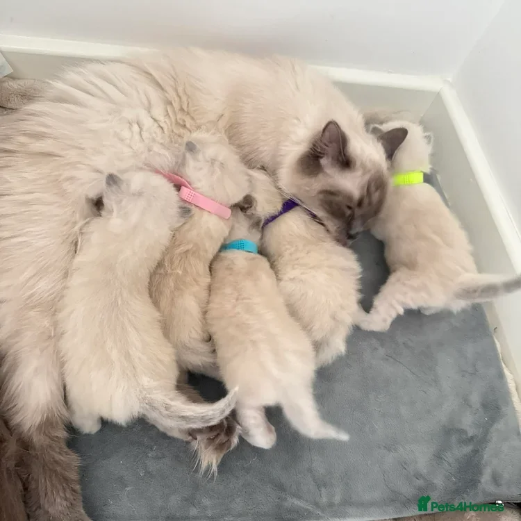 Ragdoll cats 4 females kittens for sale  - Advert 1