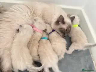 Ragdoll cats 4 females kittens for sale - Advert 1