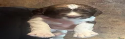 English Springer Spaniel dogs for sale: KC Registered Springer Spaniels  in Ledbury - Advert 6