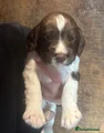 English Springer Spaniel 4