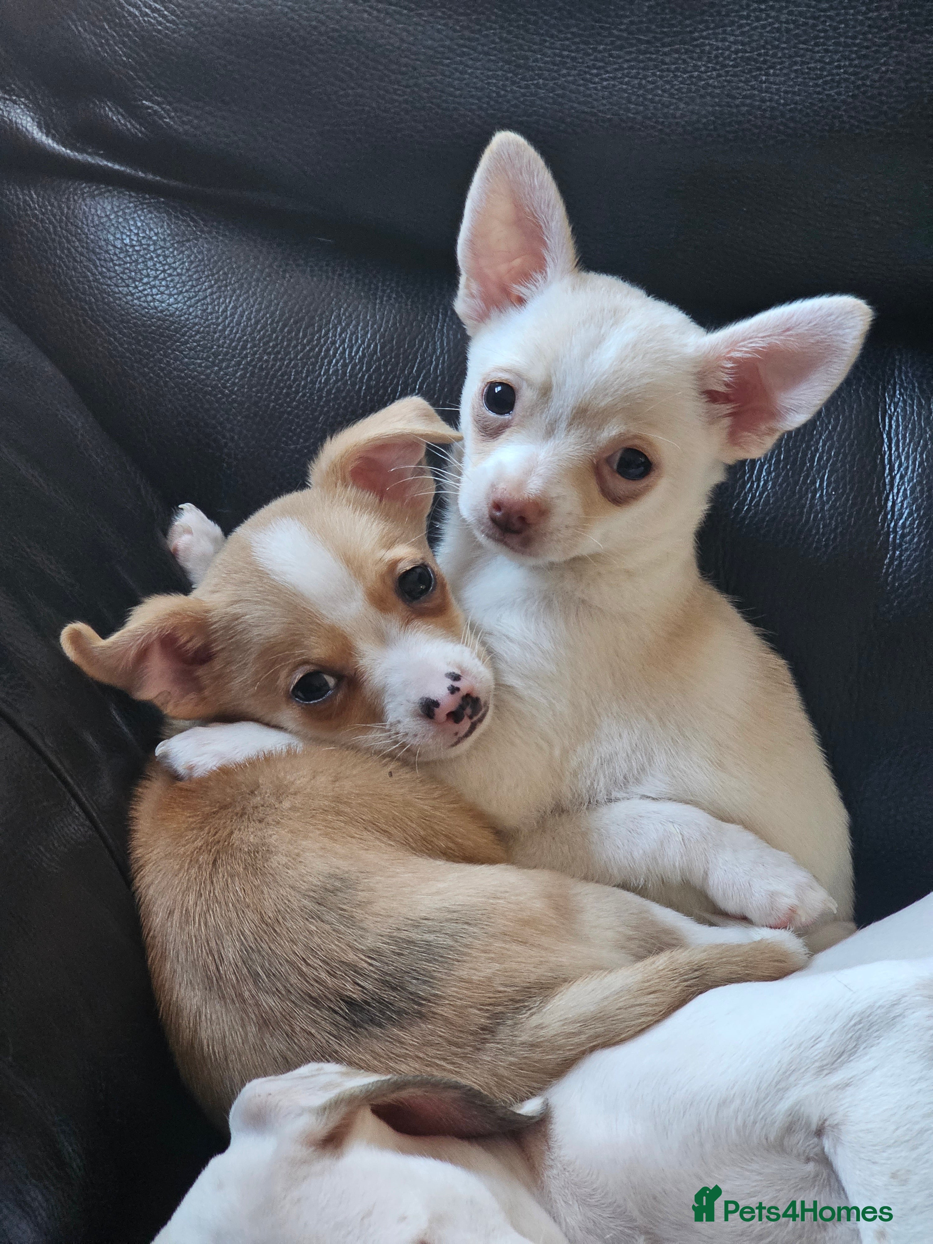 Chihuahua dogs Two male chihuahuas  - Advert 4