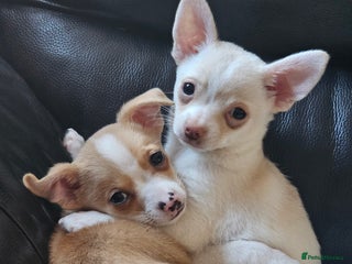 Chihuahua dogs Two male chihuahuas - Advert 14