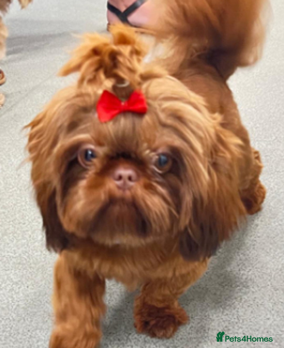 Shih Tzu dogs for sale: KC Imperial Shih Tzu puppies  - Advert 10