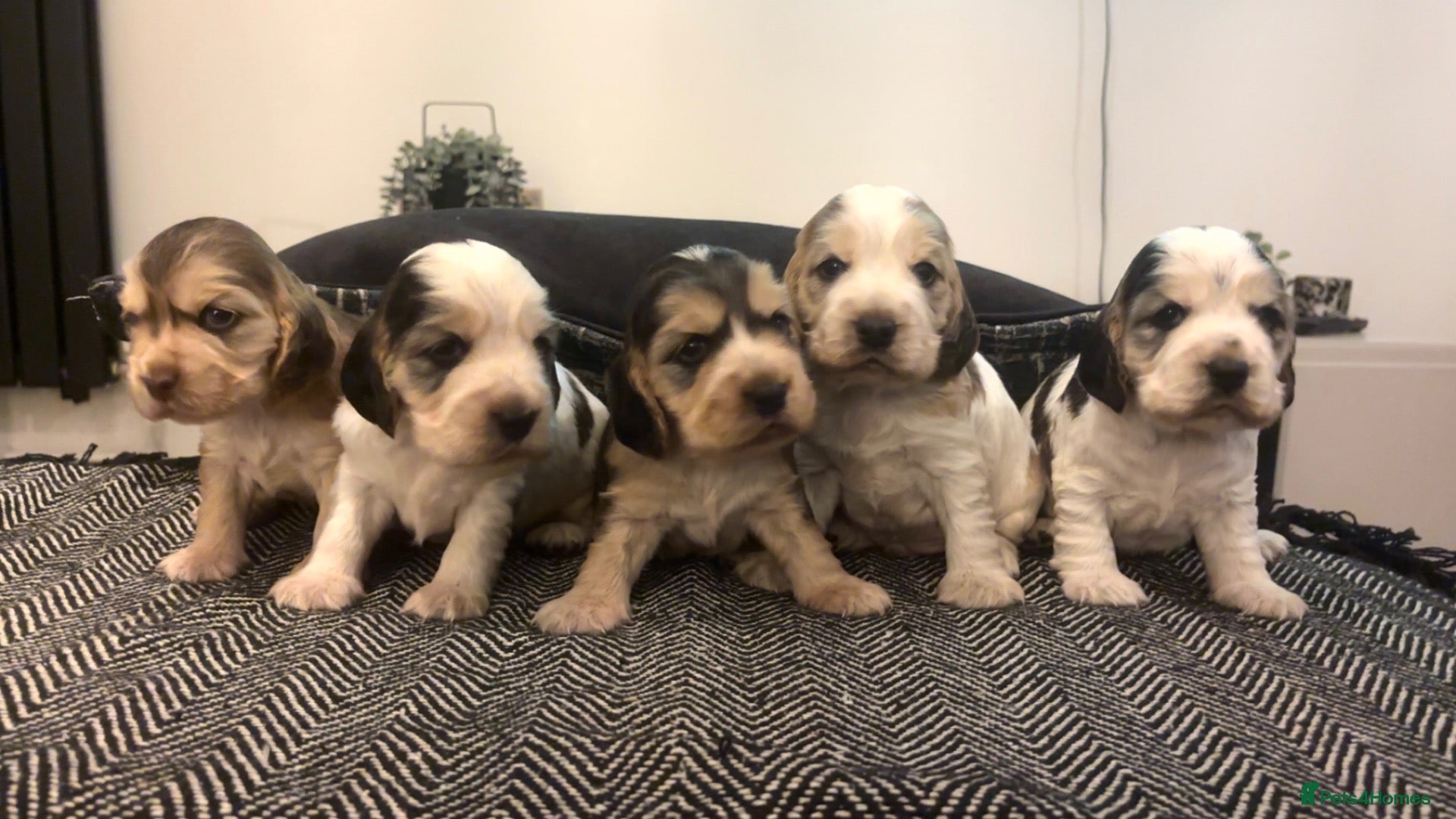 Cocker Spaniel dogs 🤎 KC show cocker spaniels 🤎 - Advert 1