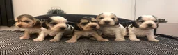 Cocker Spaniel dogs for sale: 🤎 LAST show cocker spaniel🤎 - Advert 5