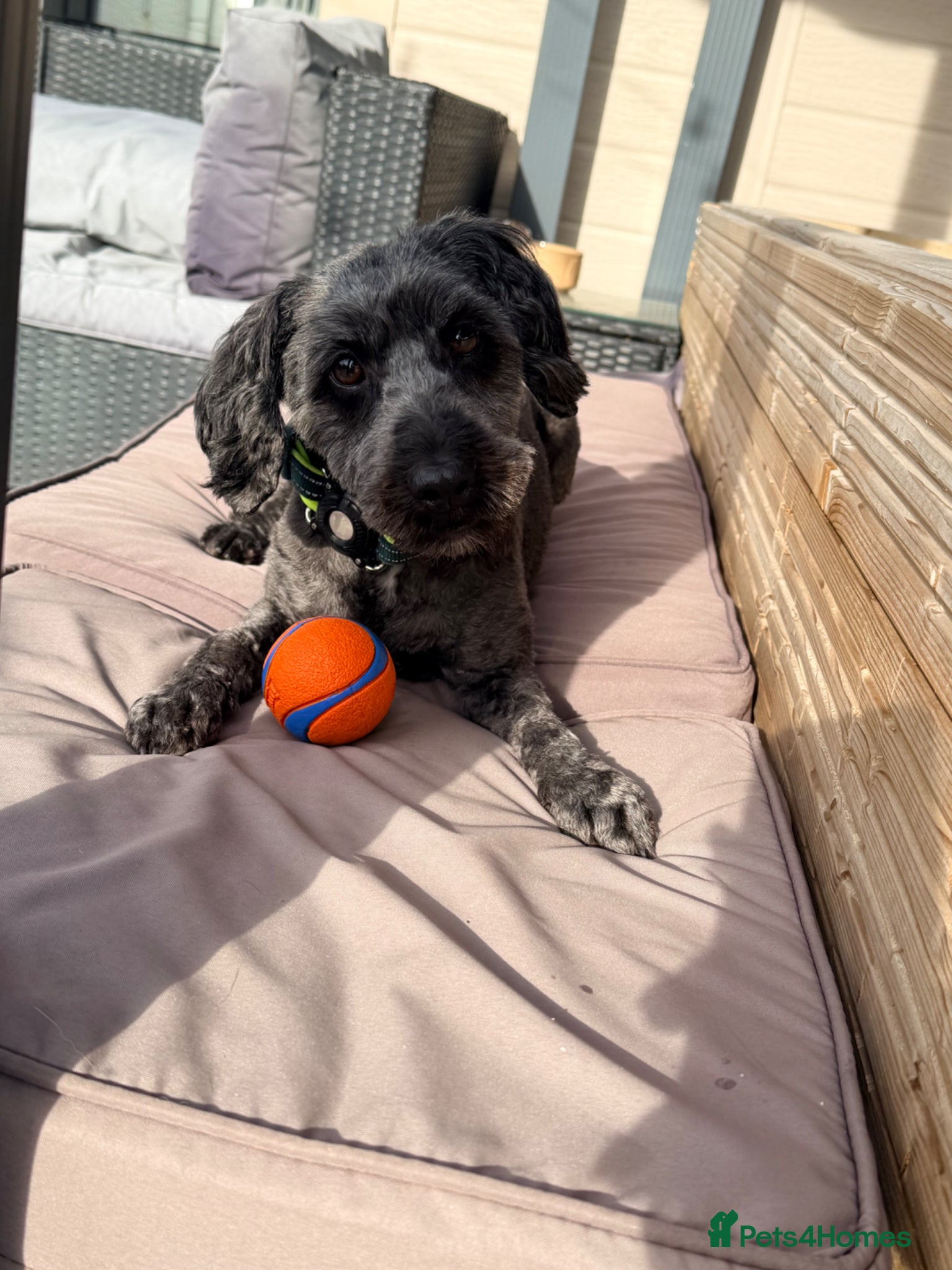 Cockapoo dogs 2yr old female cockapoo - Advert 16