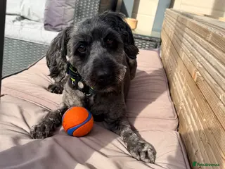 Cockapoo dogs 2yr old female cockapoo - Advert 1