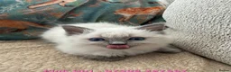 Ragdoll cats for sale: Cute Fluffy Ragdoll Kittens (Discounts Available) - Advert 19