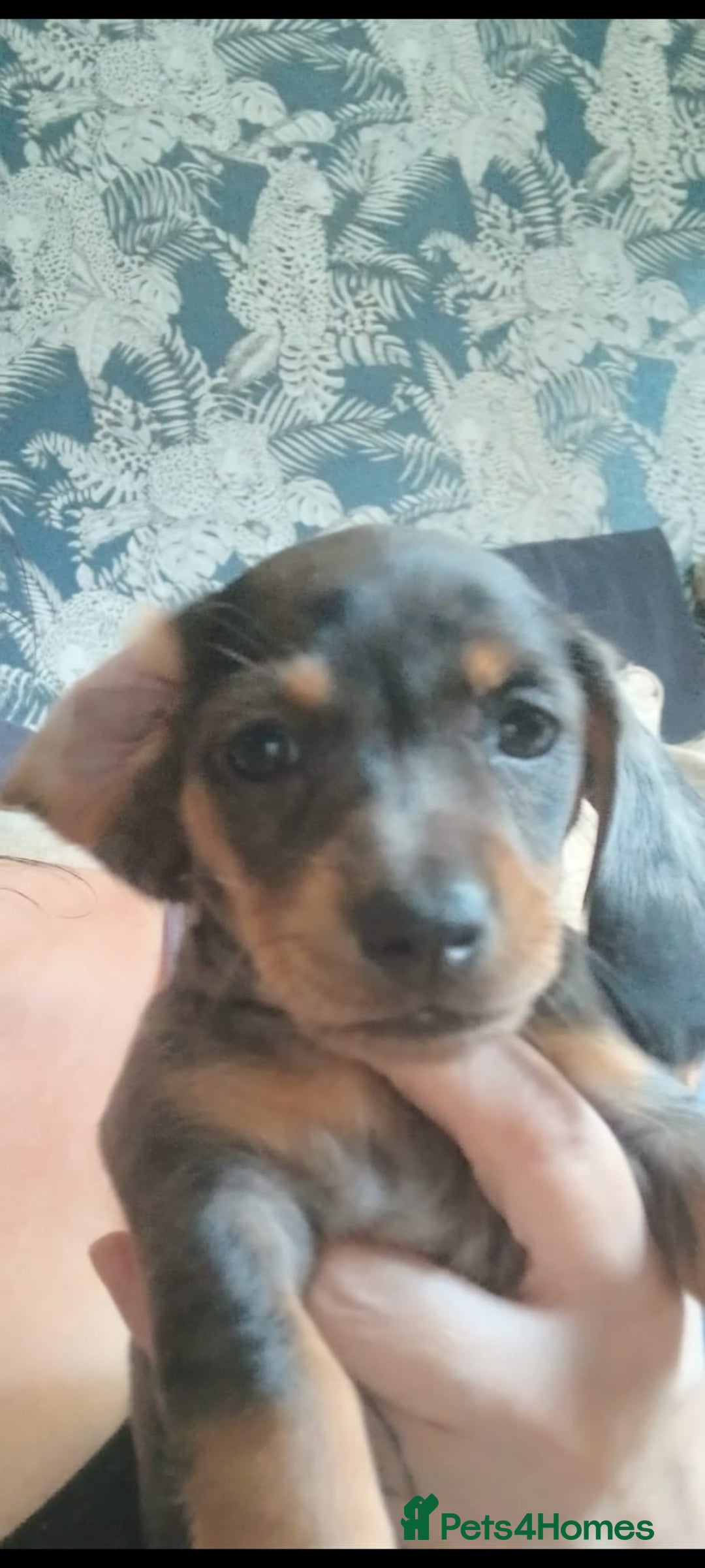 Dachshund dogs for sale: 1x Female Dachshund Left (27/07/2025) - Image 6