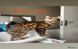 Bengal cats for sale: Half Bengal Kittens - Image 7