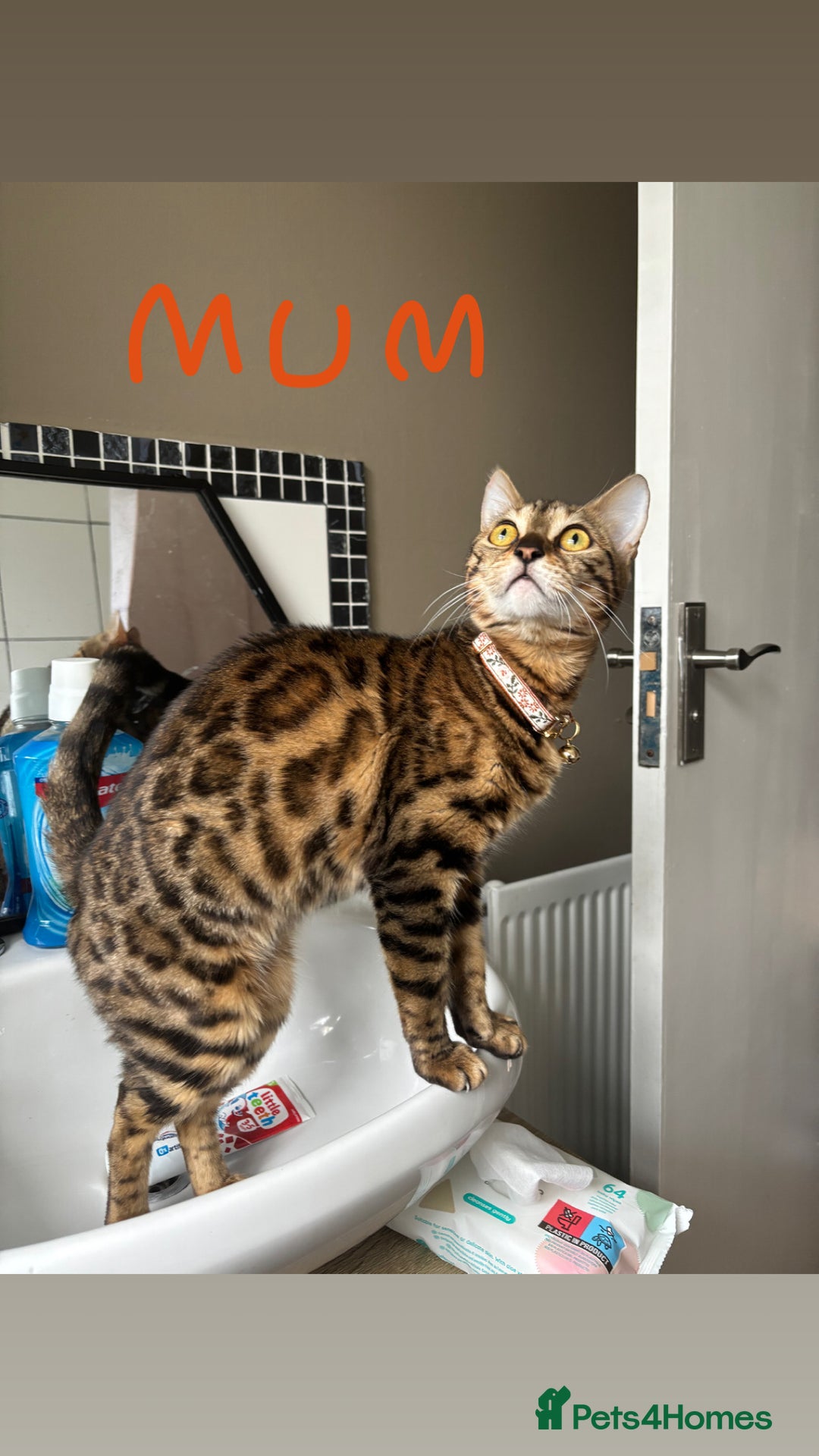 Bengal cats for sale: Half Bengal Kittens - Image 7