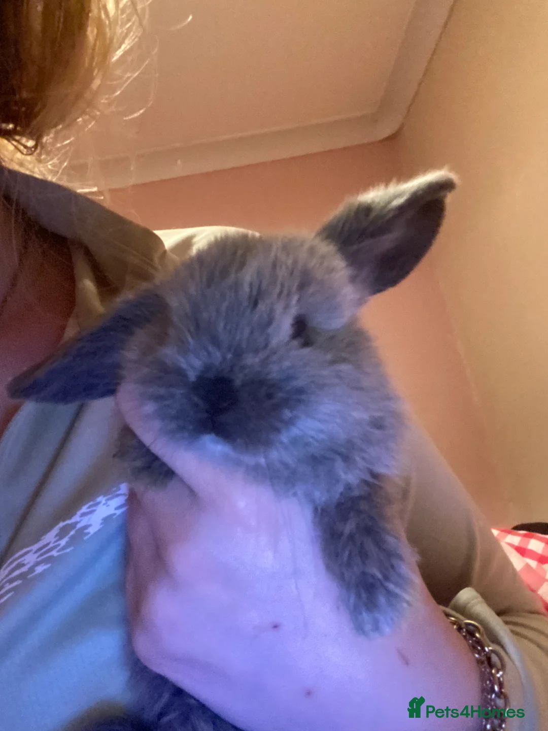 Mini Lop rabbits for sale: 2 beautiful 8 week old baby mini lops  - Advert 2