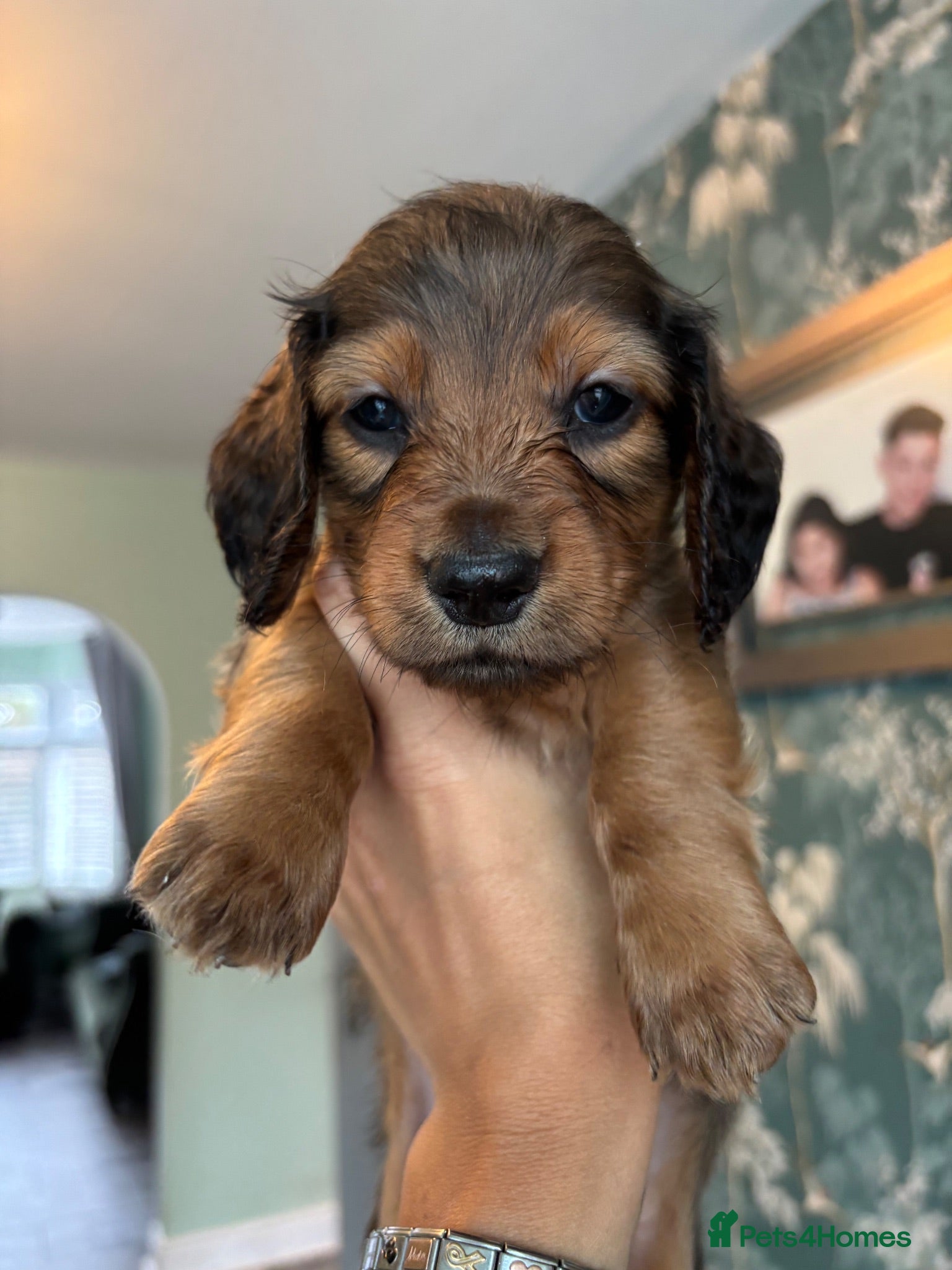Dachshund dogs 7 Beautiful Dachshund Puppies - Advert 1