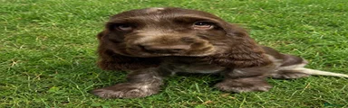 Mr Smooch
