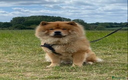 Chow Chow dogs for stud: Chow Chow Studs (Ragsbagsandbear Mating Services) - Advert 2