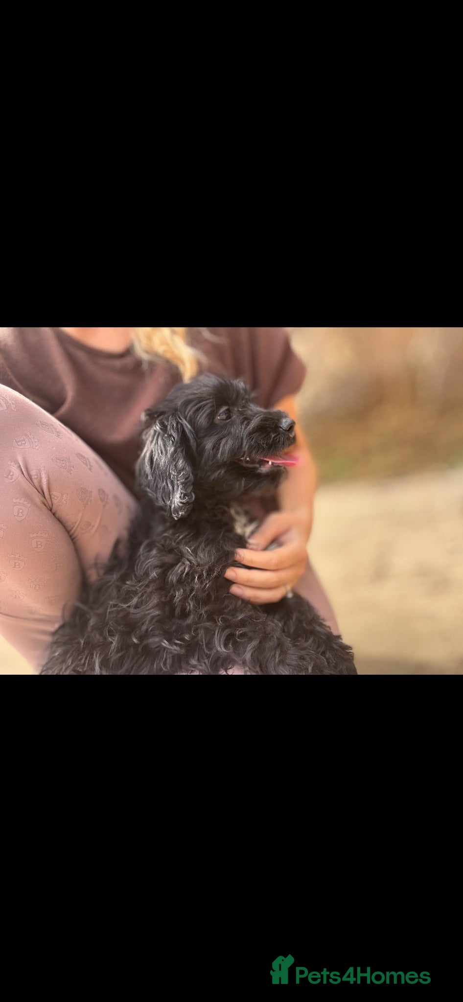 Cockapoo dogs Stunning f1 Cockerpoo puppies - Advert 1