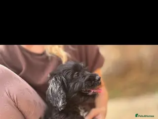 Cockapoo dogs Stunning f1 Cockerpoo puppies - Advert 1