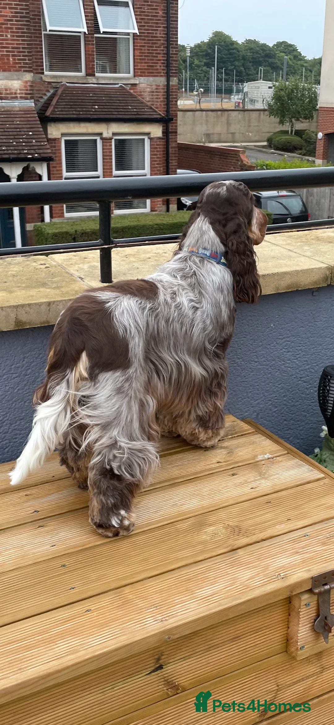 Cocker Spaniel dogs for stud: KC REG SHOW COCKER SPANIEL STUD in Gosport - Advert 5